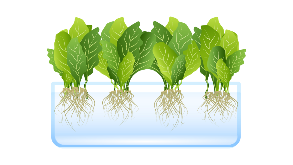 水耕栽培の仕組み